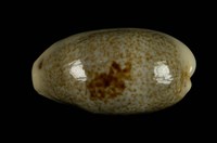 藏品(愛龍寶螺)的圖片